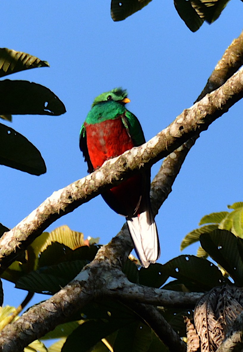 Quetzal Guatemalteco - ML611353491