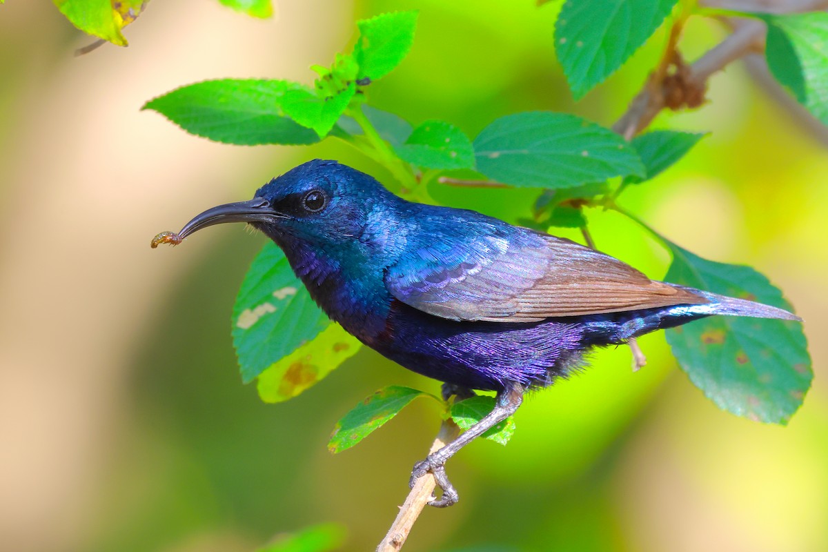 Purple Sunbird - Vikram S