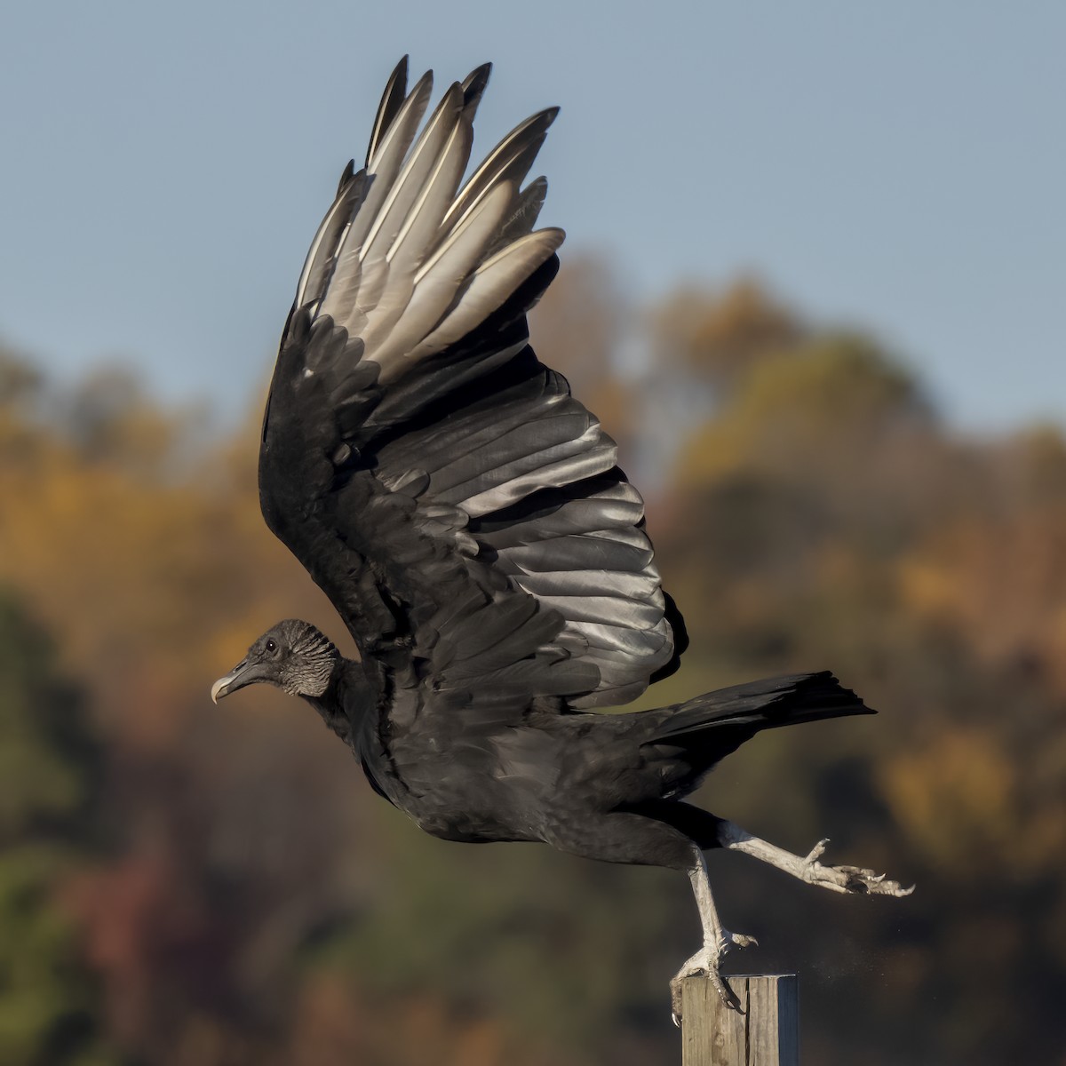 Black Vulture - ML611353782