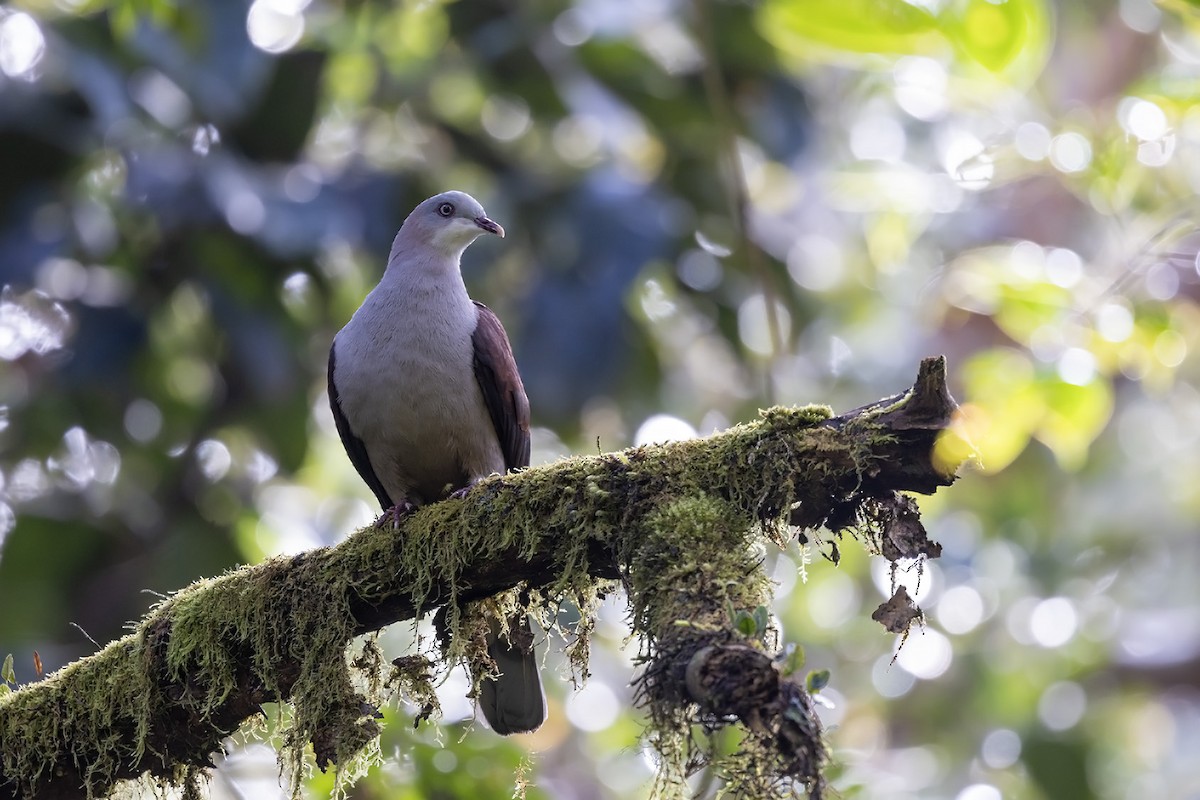 Mountain Imperial-Pigeon - ML611353941