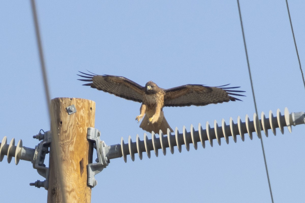 Red-tailed Hawk - ML611354024