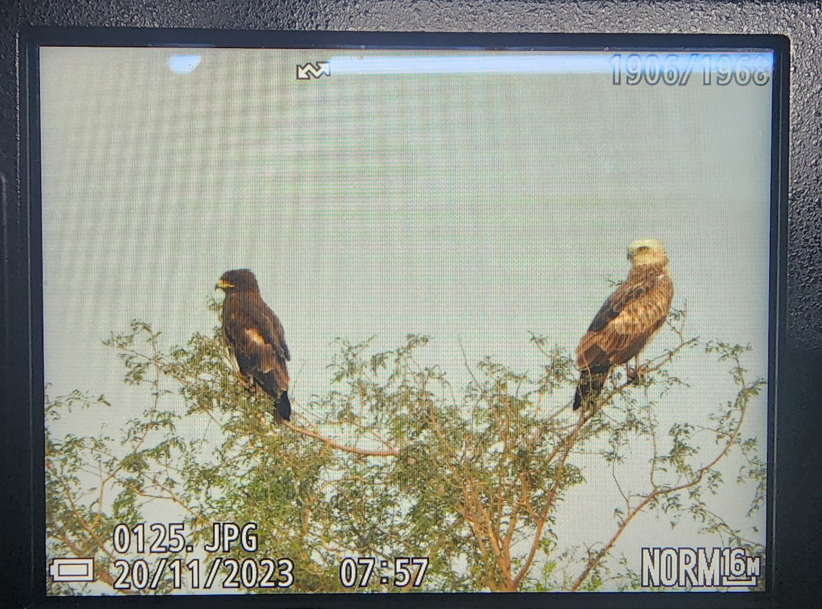 Indian Spotted Eagle - ML611354055