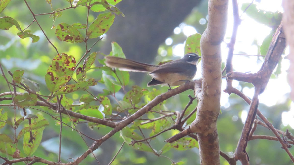 White-browed Fantail - ML611354183