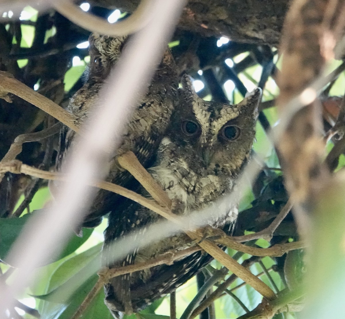 Sulawesi Scops-Owl - ML611354299