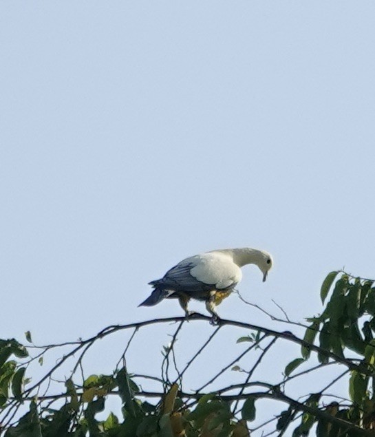 Белый плодовый голубь - ML611354334