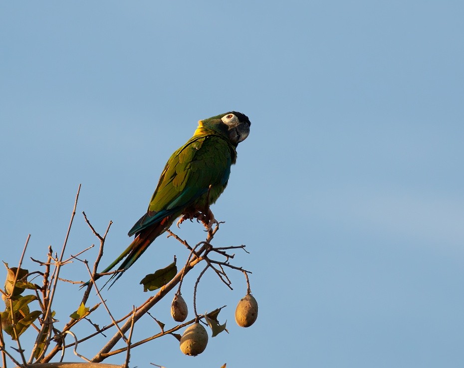 Yellow-collared Macaw - ML611354421