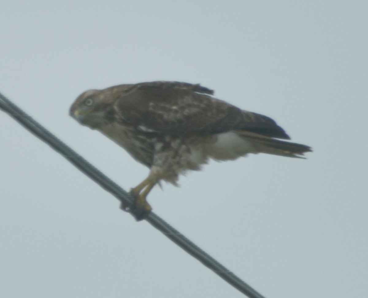 Red-tailed Hawk - ML611354450