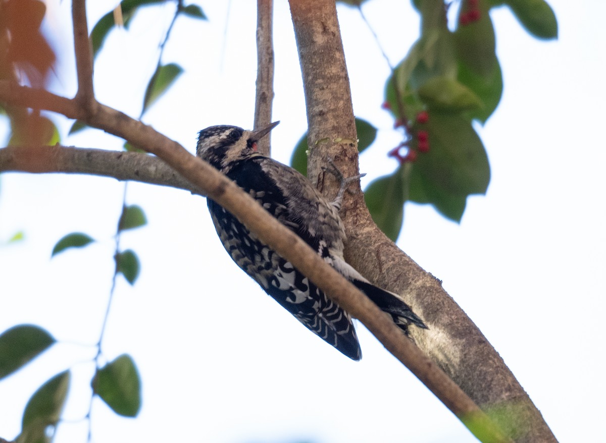 Yellow-bellied Sapsucker - Kevin Gong