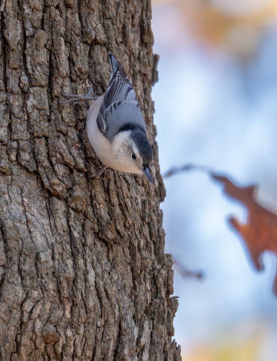White-breasted Nuthatch - ML611354594