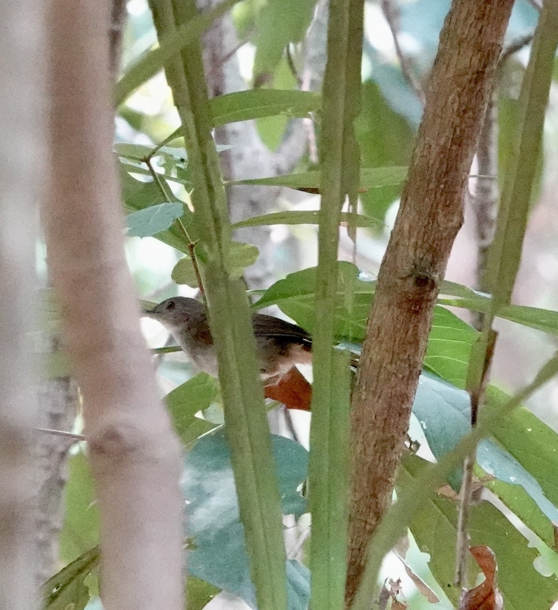 Sulawesi Babbler - ML611354597