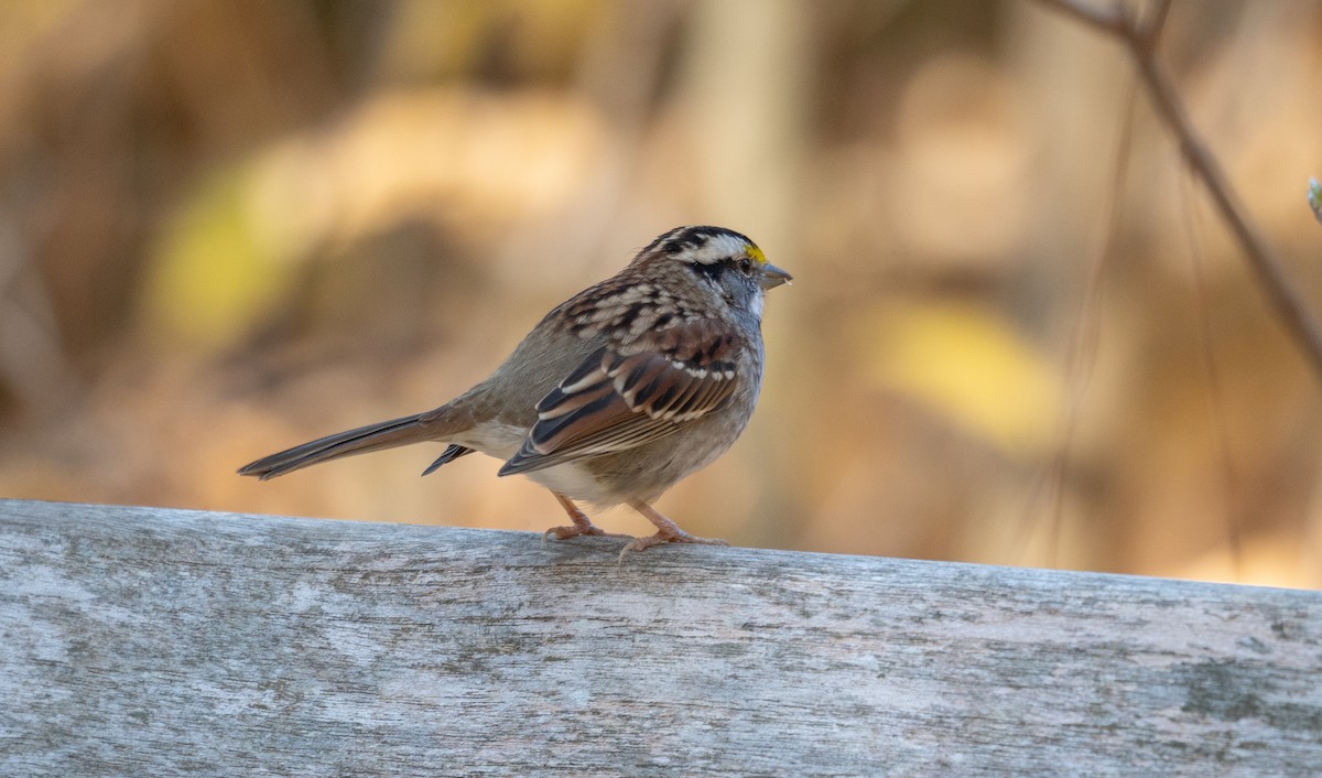 White-throated Sparrow - ML611354641