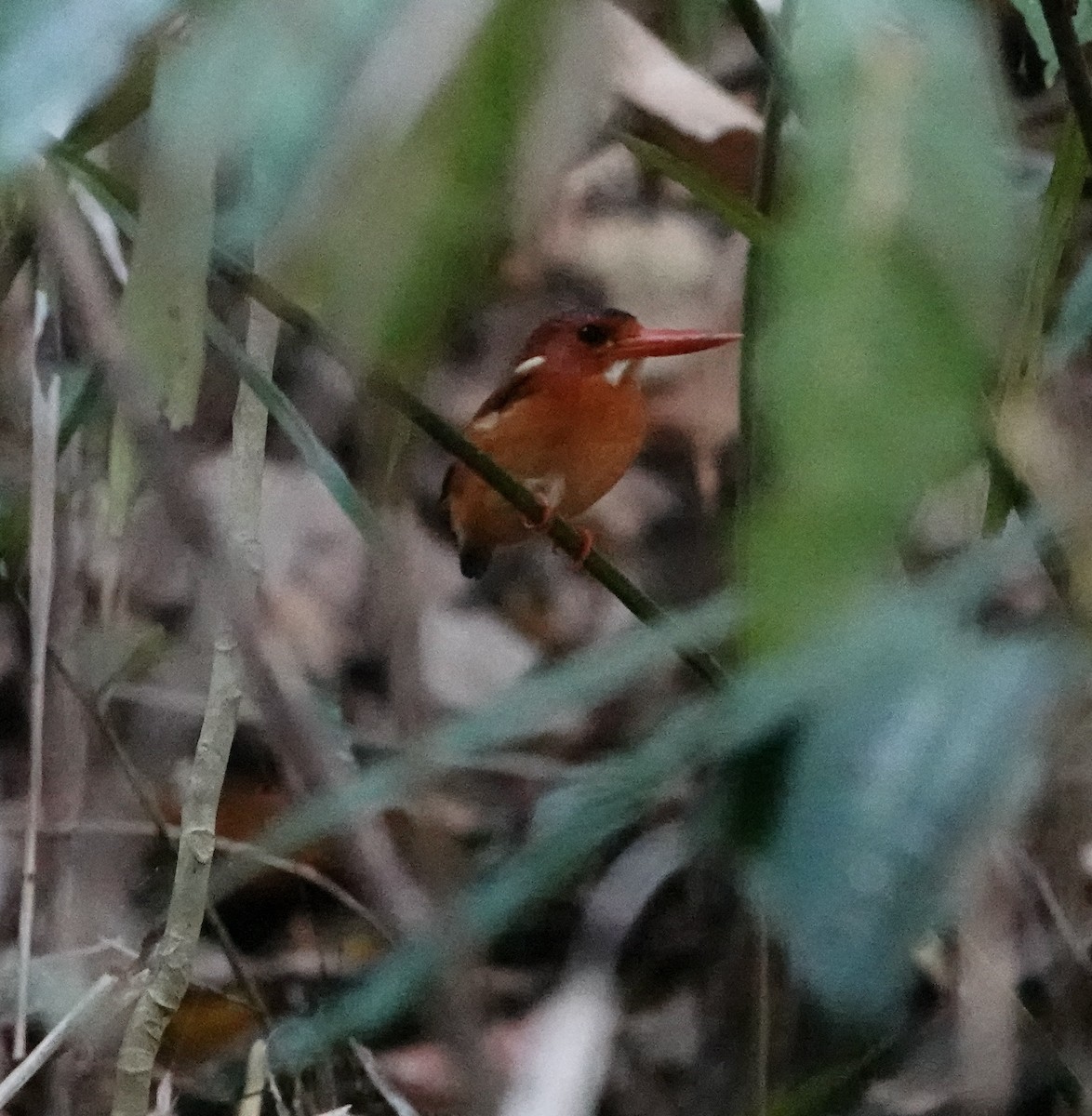 Sulawesi Dwarf-Kingfisher - ML611354726