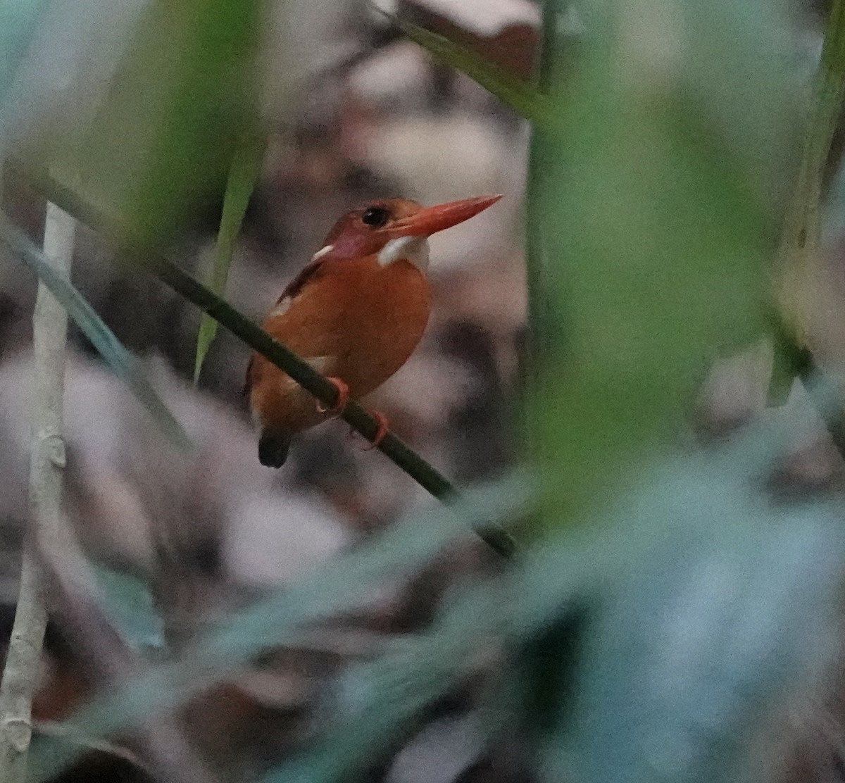 Sulawesi Dwarf-Kingfisher - ML611354727