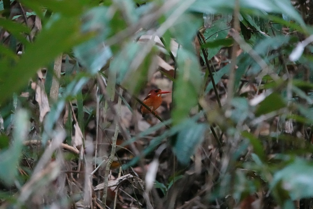 Sulawesi Dwarf-Kingfisher - ML611354728