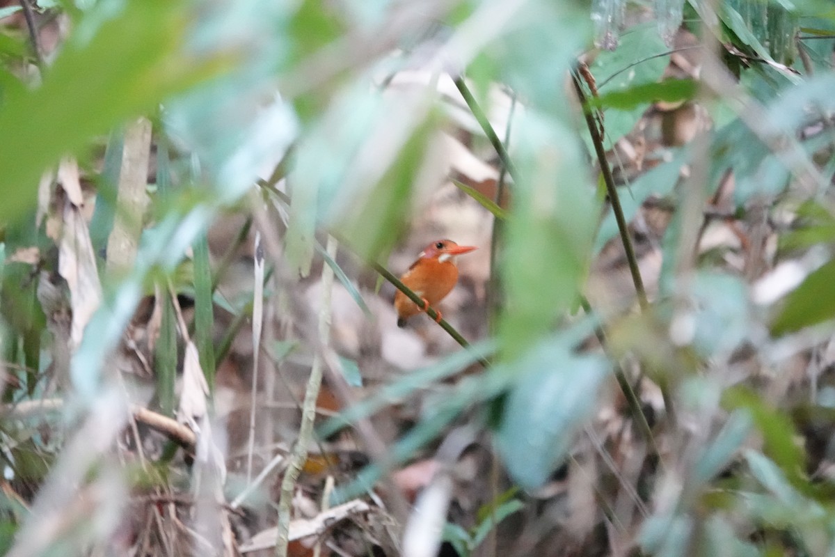 Sulawesi Dwarf-Kingfisher - ML611354729
