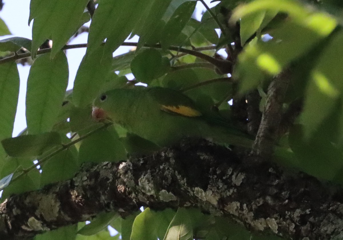Yellow-chevroned Parakeet - ML611354740