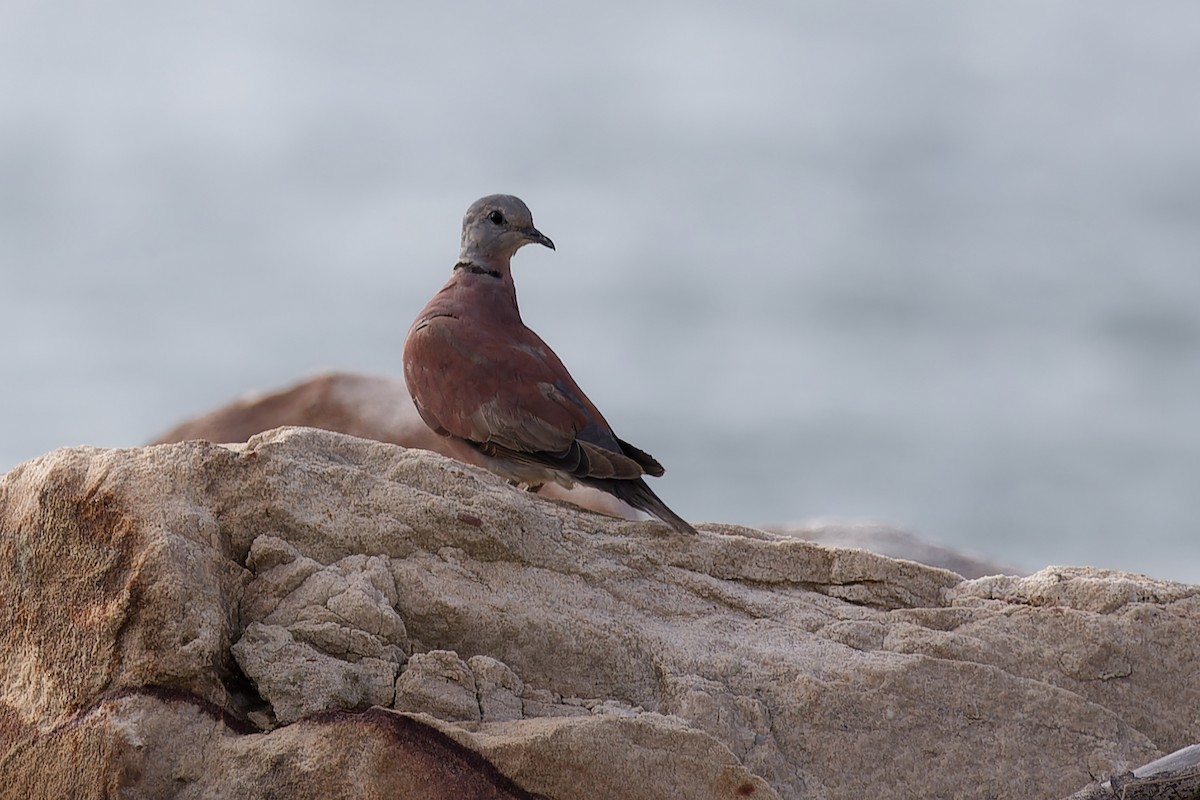 Red Collared-Dove - ML611354920