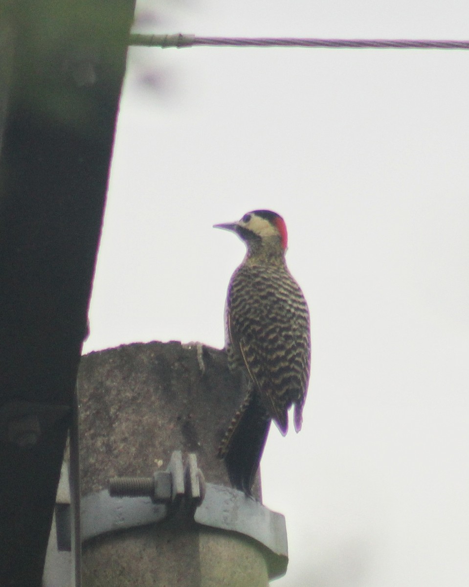 Green-barred Woodpecker (Green-barred) - ML611354947