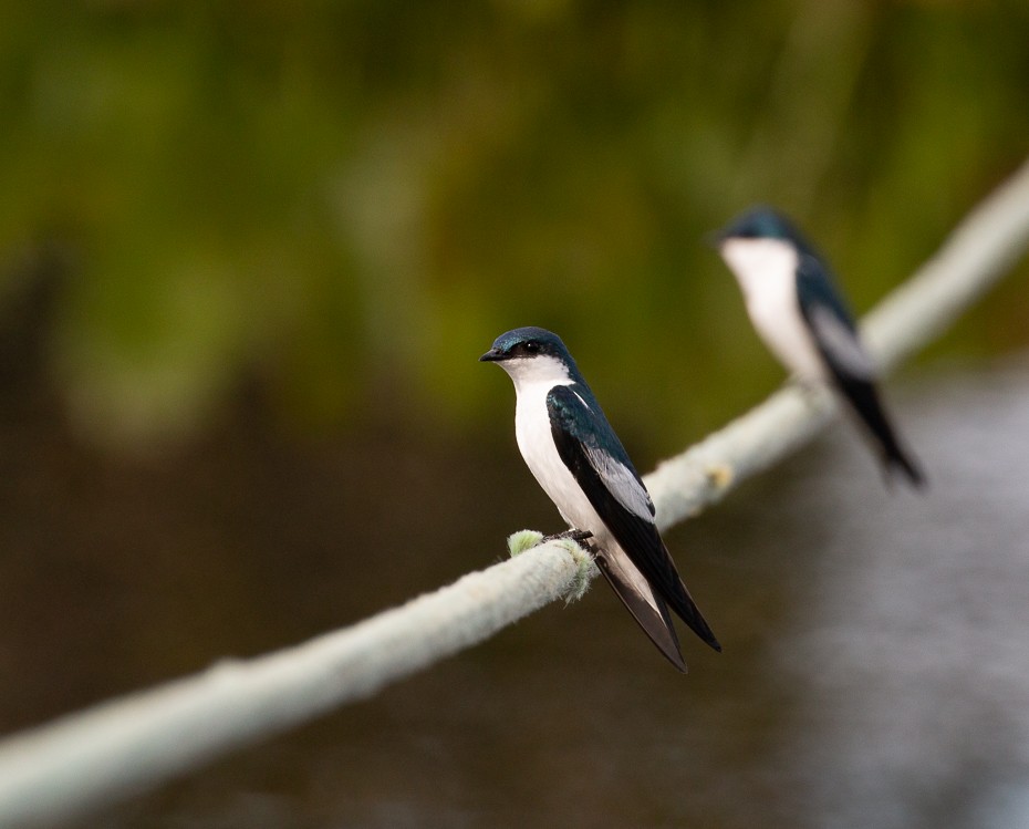 White-winged Swallow - ML611355133