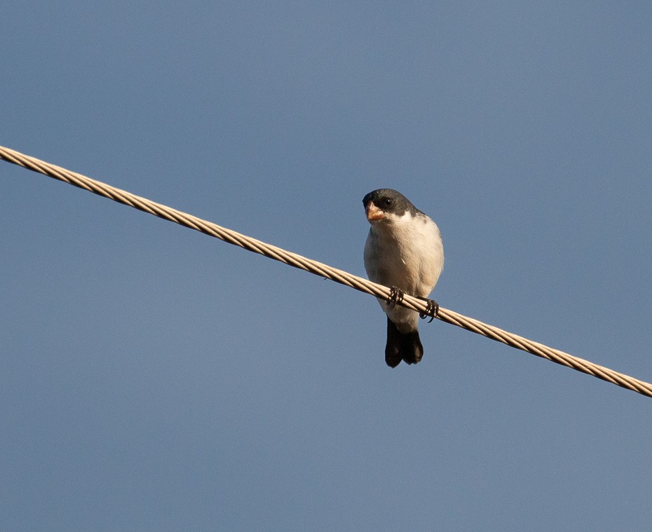 White-bellied Seedeater - ML611355184