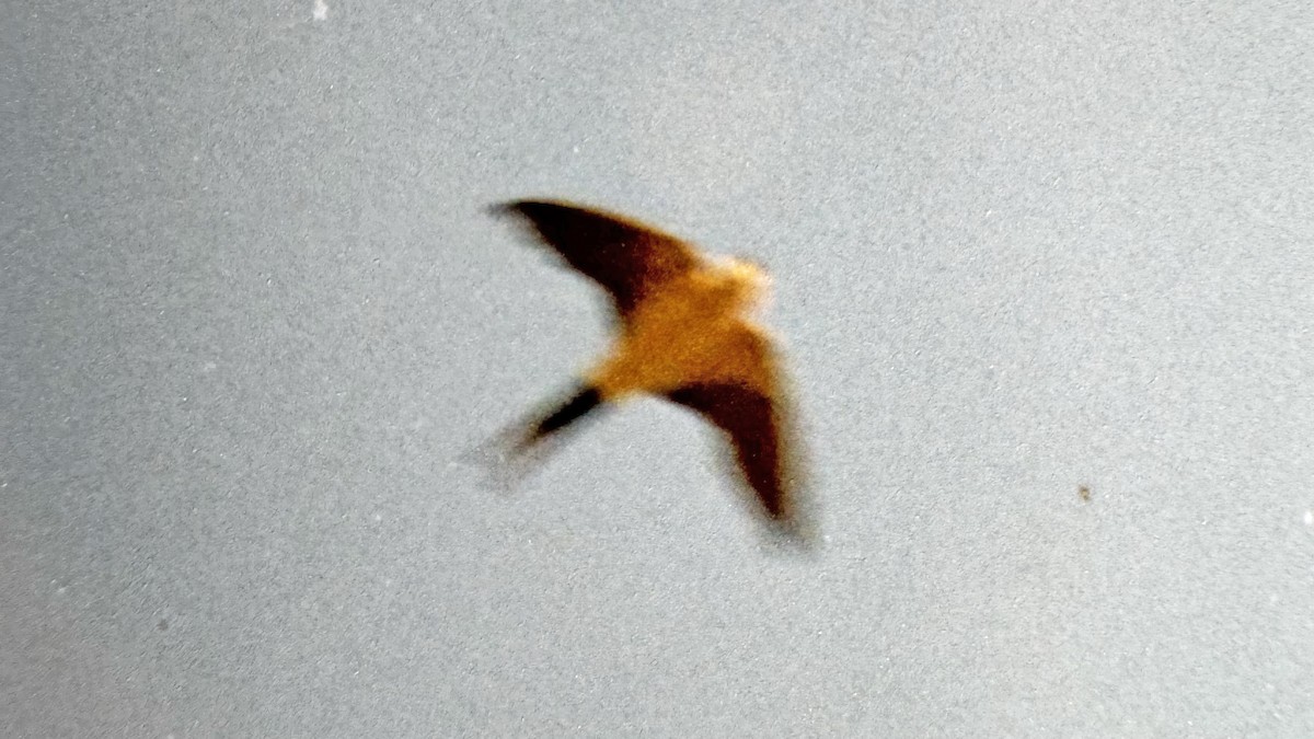 Red-rumped Swallow - ML611355187