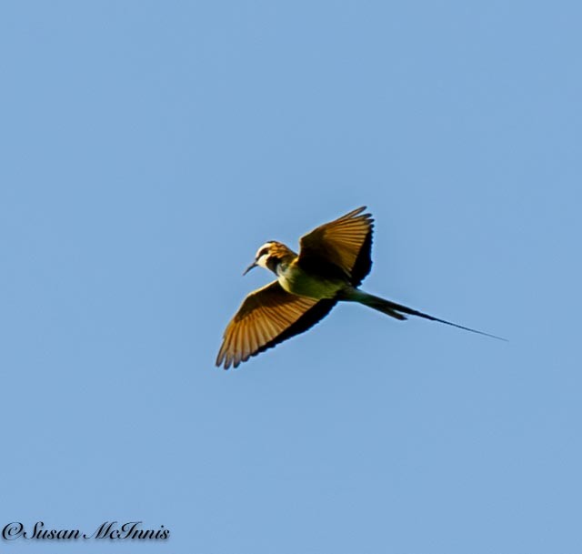 White-throated Bee-eater - ML611355485