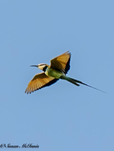 White-throated Bee-eater - ML611355497