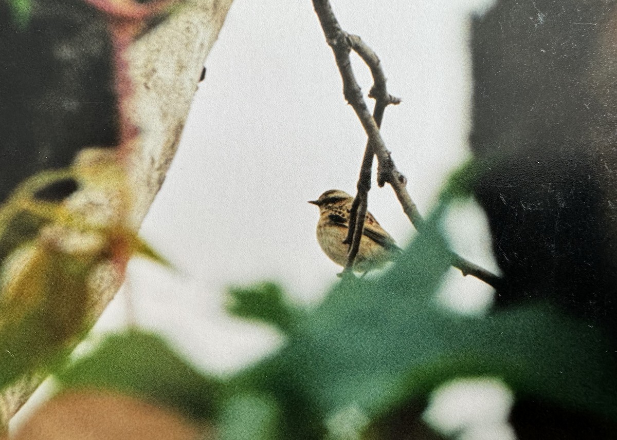 Whinchat - ML611355502