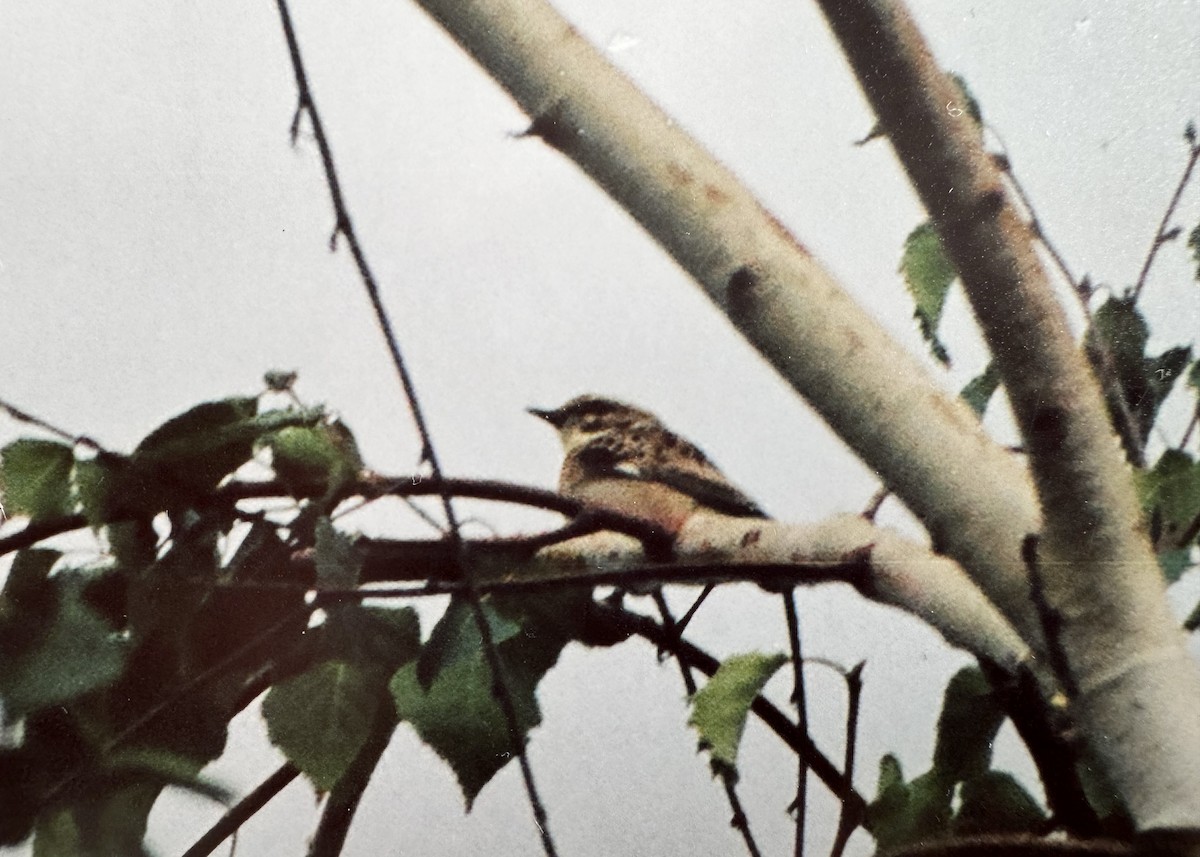 Whinchat - ML611355547