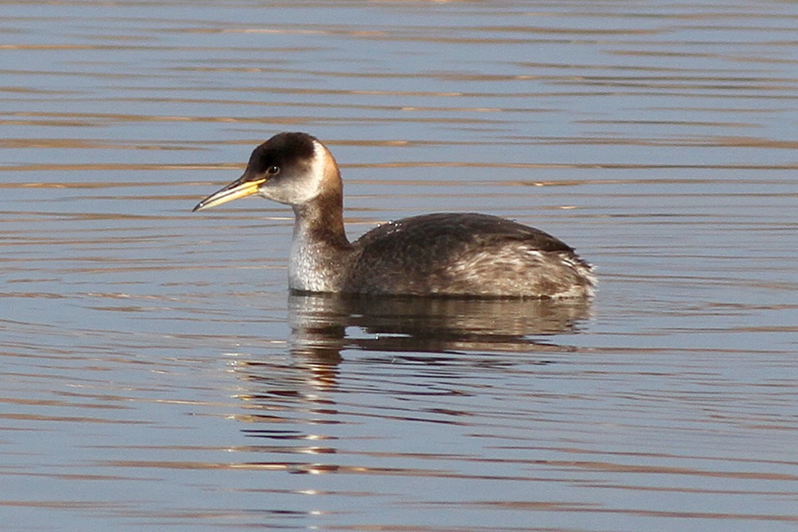 Red-necked Grebe - ML611355642