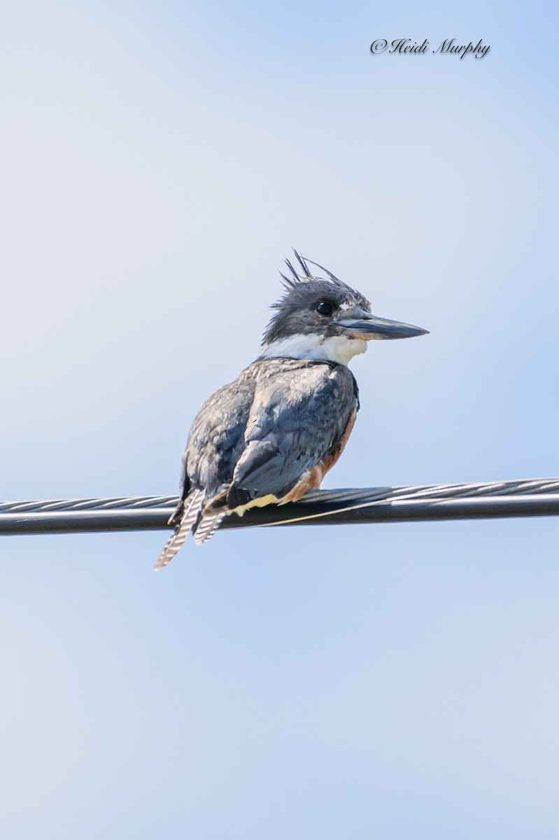 Belted Kingfisher - ML611355765