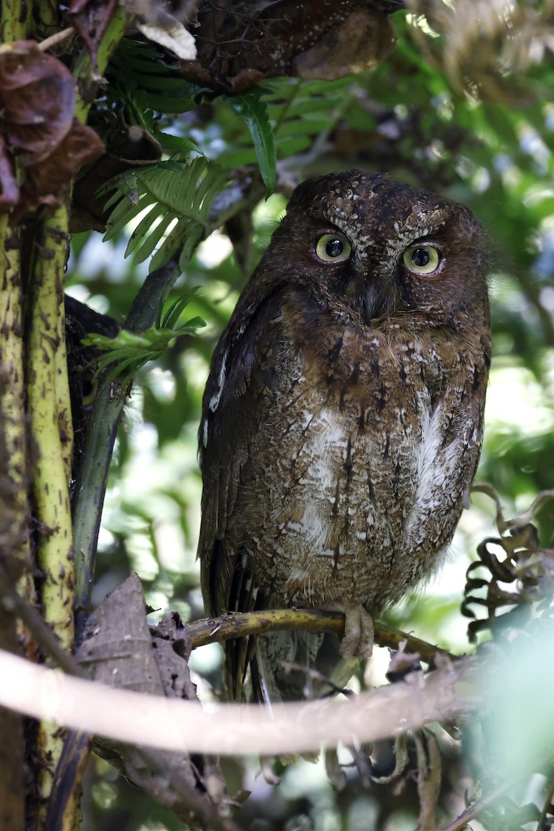 Madagascar Scops-Owl (Rainforest) - ML611355850