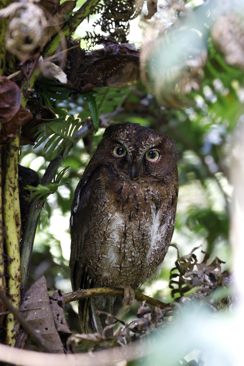 Madagascar Scops-Owl (Rainforest) - ML611355851