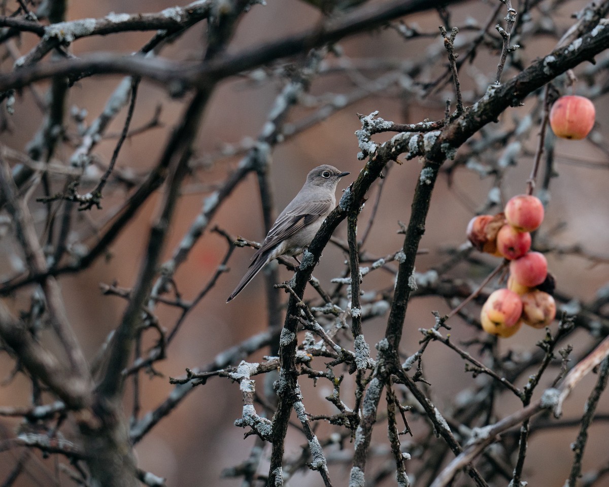 Townsend's Solitaire - Alexi Hobbs