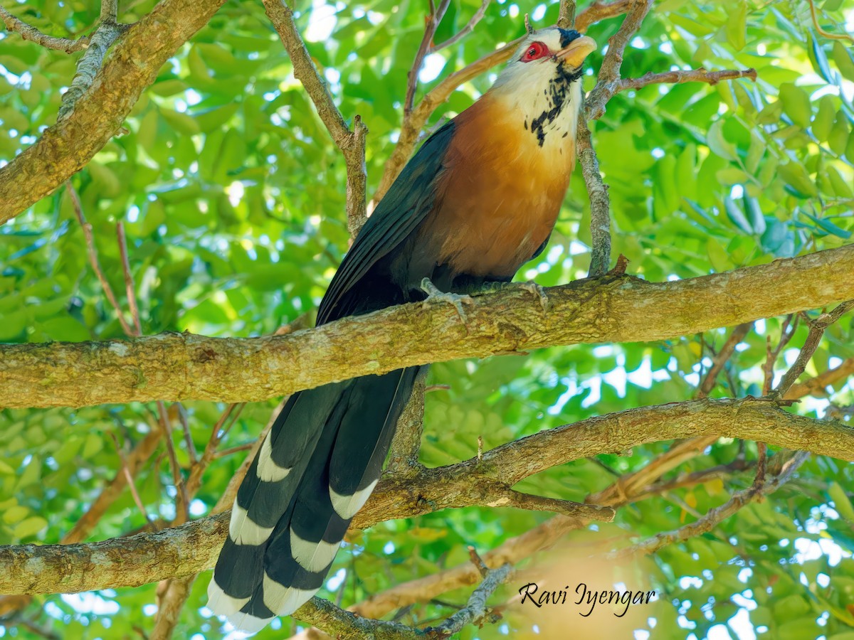 Scale-feathered Malkoha - Ravi Iyengar