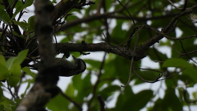 Brown-capped Pygmy Woodpecker - ML611356124