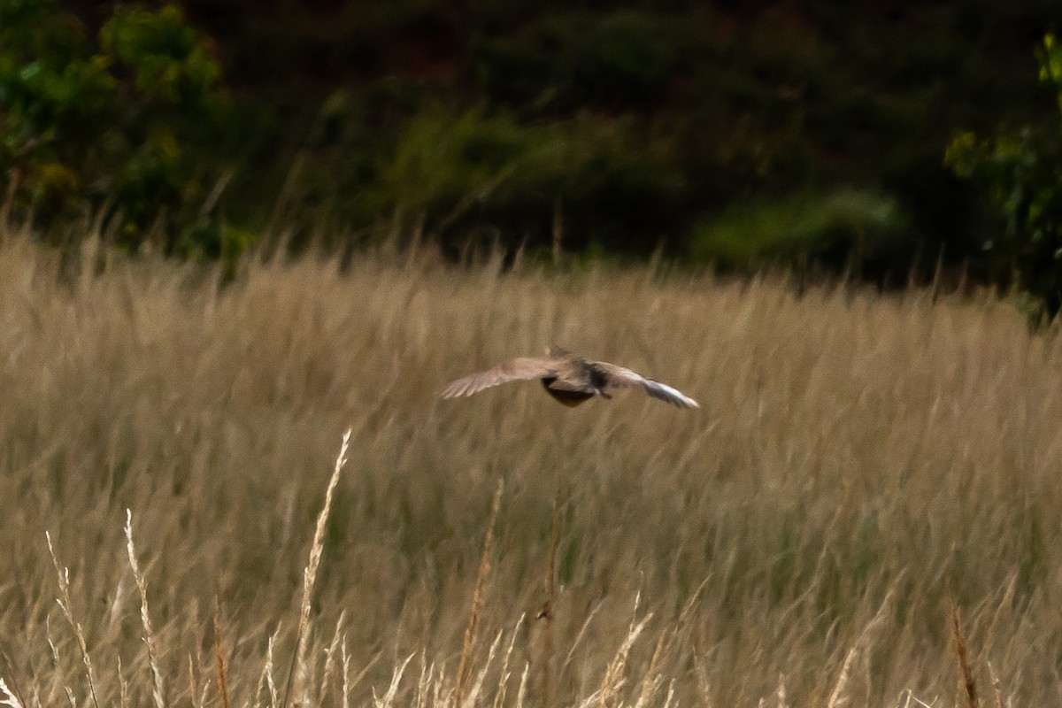 Madagascar Partridge - ML611356199