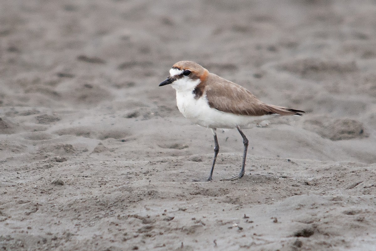Red-capped Plover - ML611356398