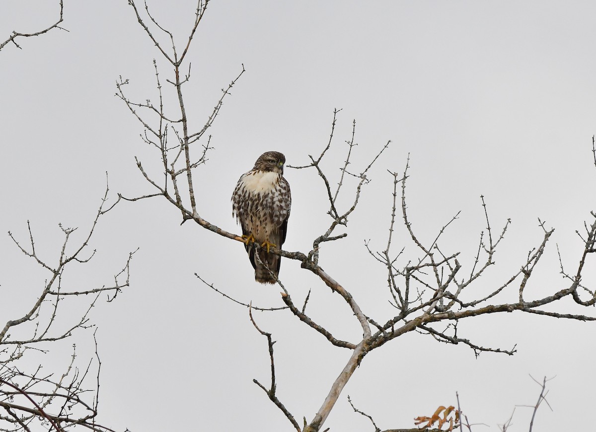 Red-tailed Hawk - ML611356562