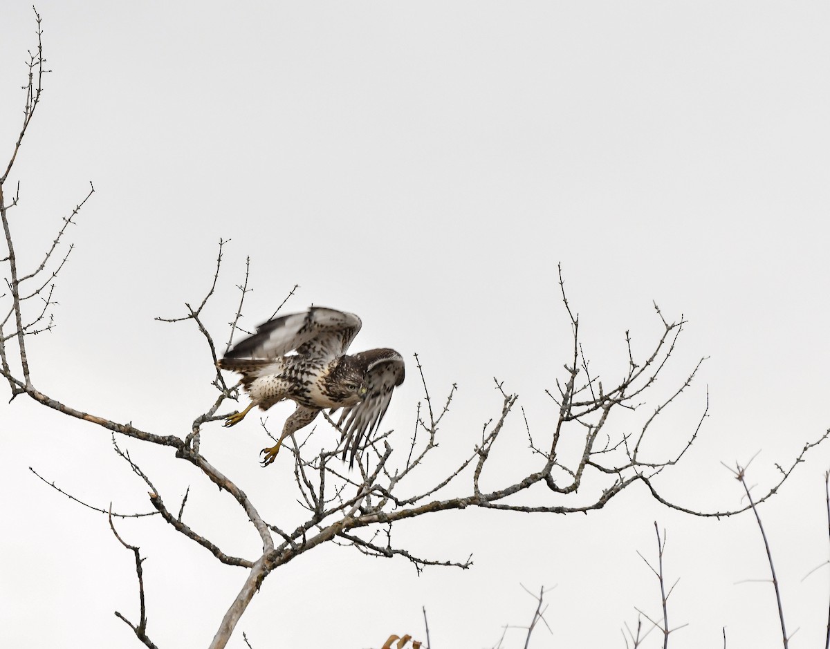 Red-tailed Hawk - ML611356563