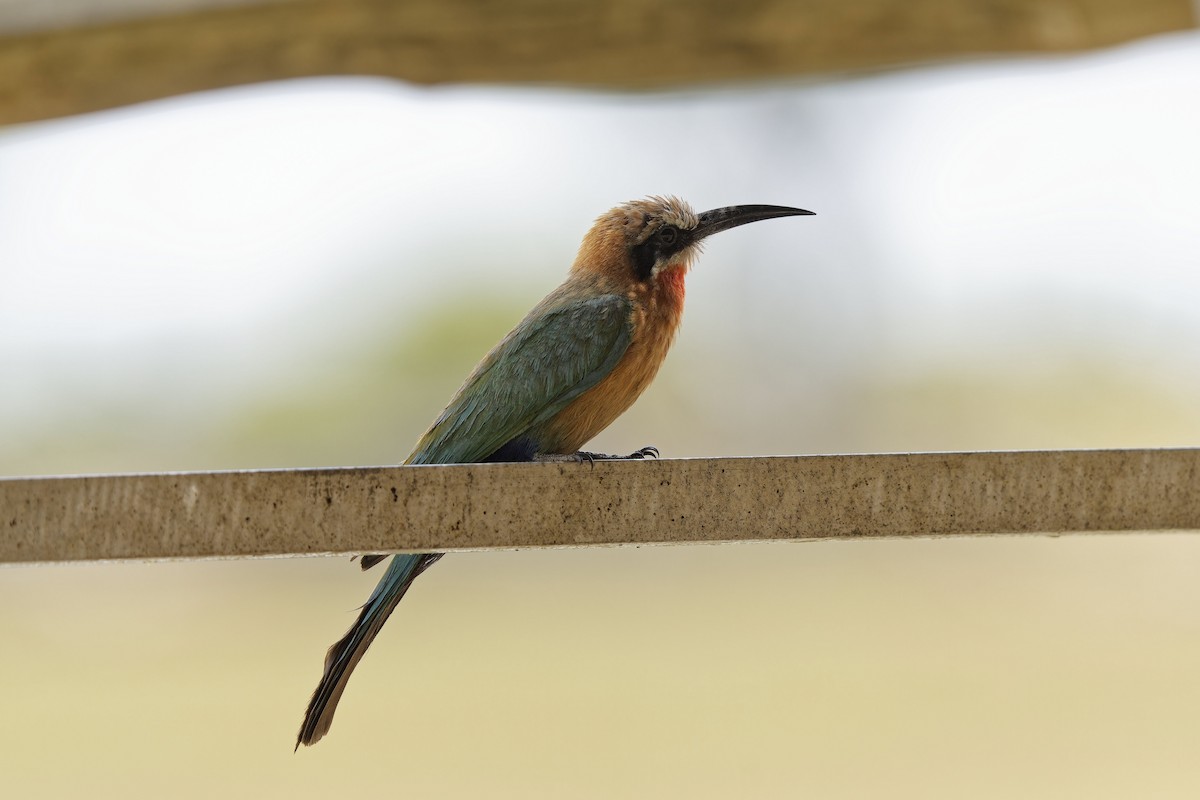 White-fronted Bee-eater - ML611357065