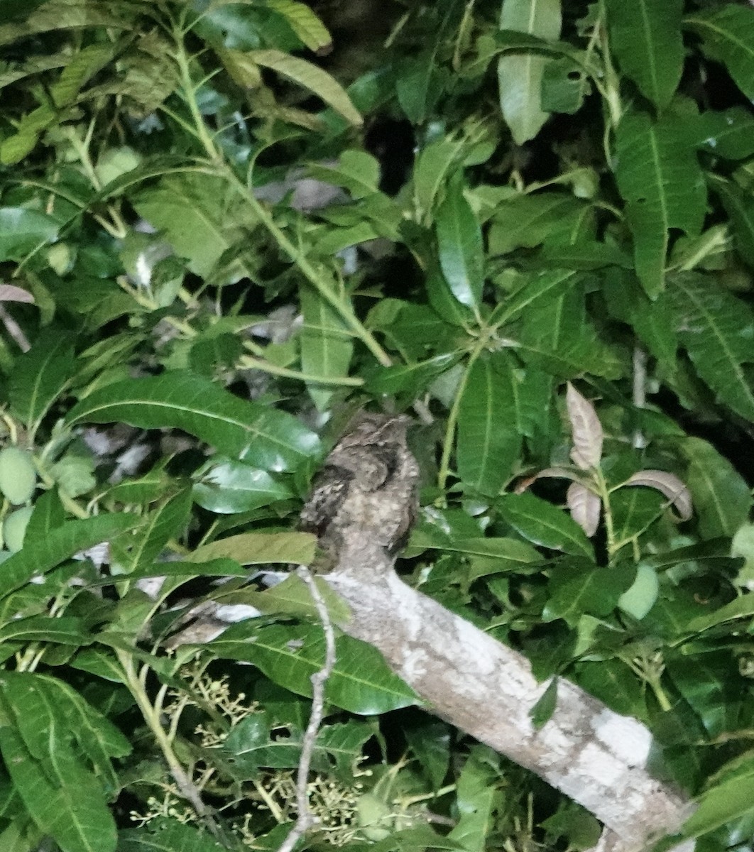 Sulawesi Nightjar - ML611357071