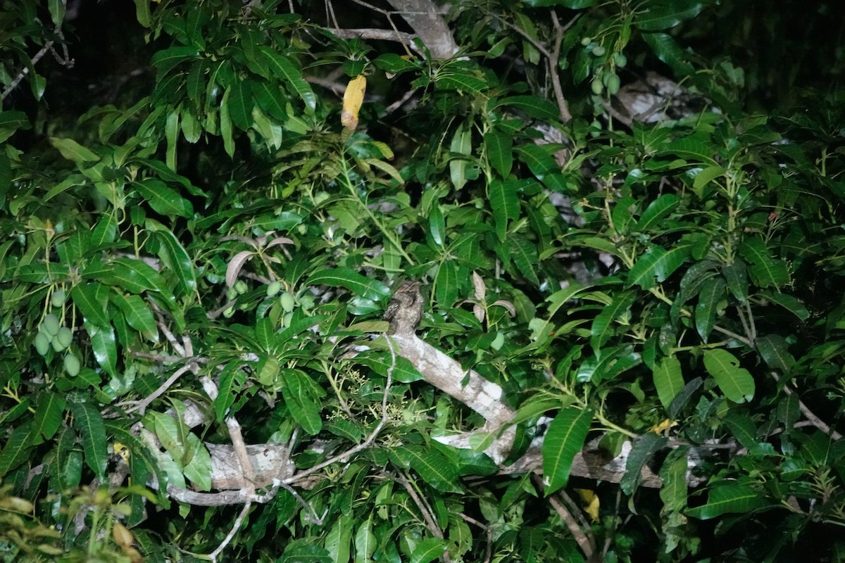 Sulawesi Nightjar - Mark Shorten