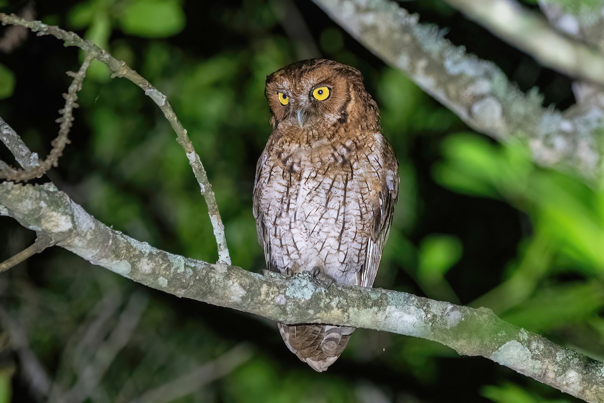 Long-tufted Screech-Owl - ML611357088