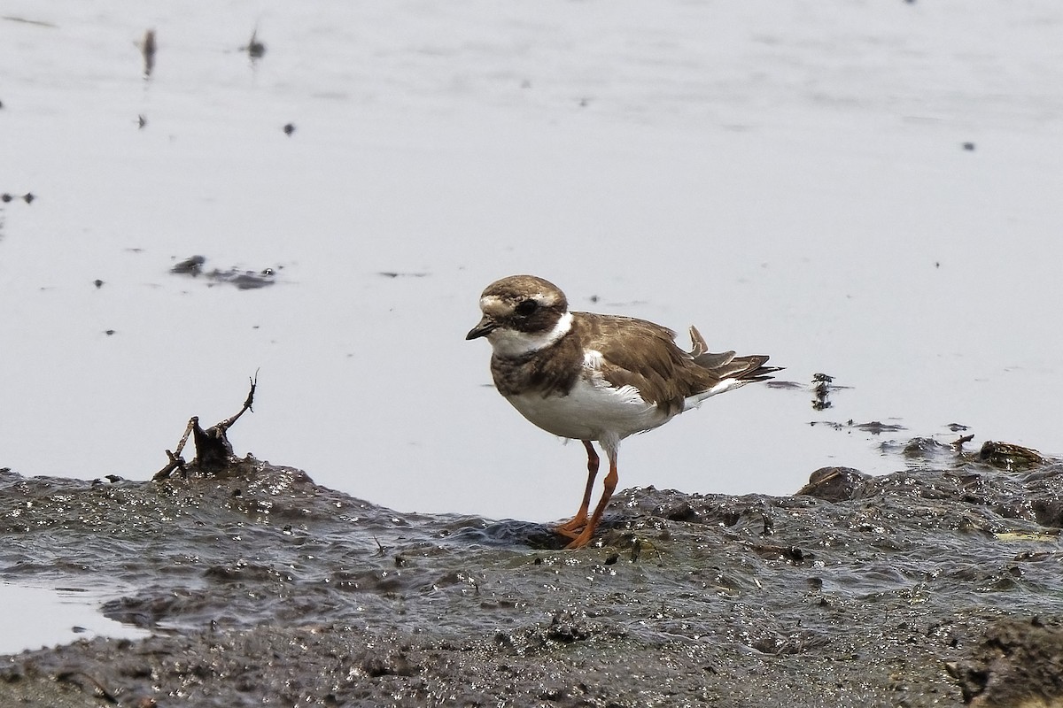 Common Ringed Plover - ML611357629