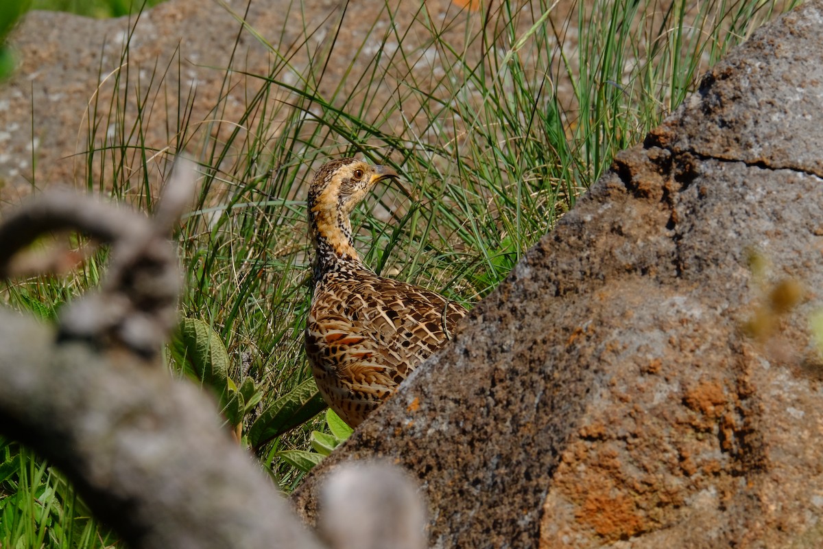 Red-winged Francolin - ML611357632