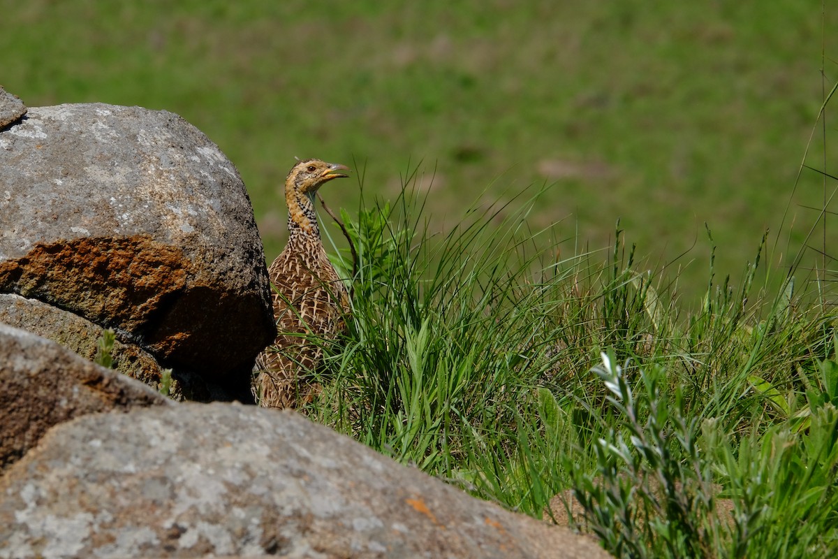 Red-winged Francolin - ML611357636