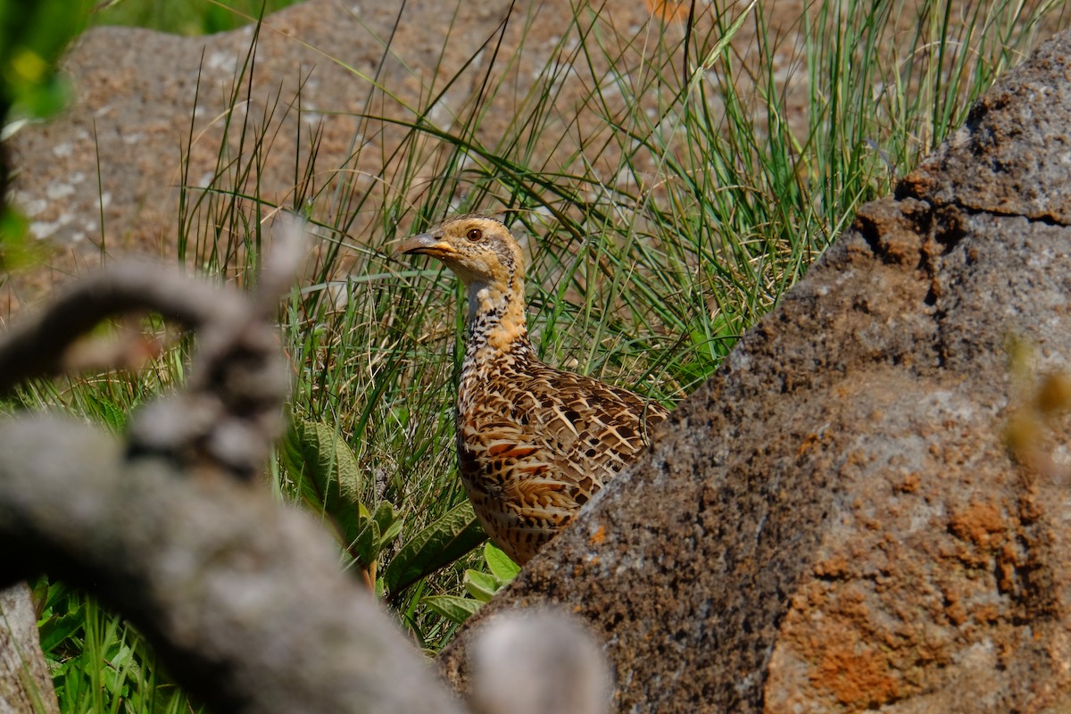 Red-winged Francolin - Marjorie Rapp