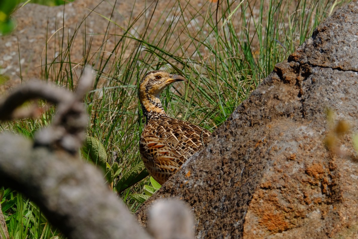 Red-winged Francolin - ML611357638
