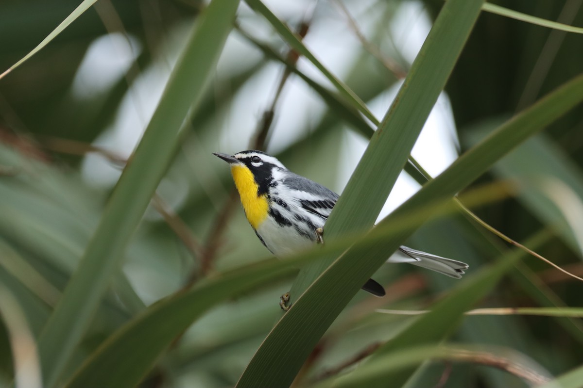 Yellow-throated Warbler - ML611357707